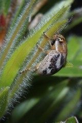 Paropsisterna semifumata