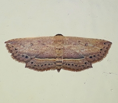 Hyposada hydrocampata