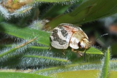 Paropsisterna semifumata