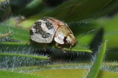 Paropsisterna semifumata