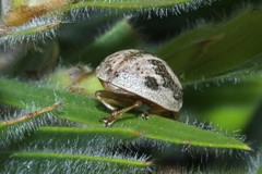Paropsisterna semifumata