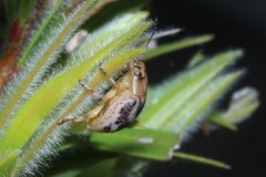 Paropsisterna semifumata