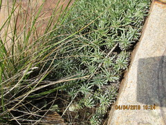 Euphorbia davyi