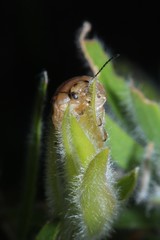 Paropsisterna semifumata