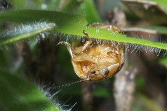 Paropsisterna semifumata