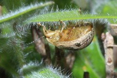 Paropsisterna semifumata