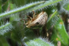 Paropsisterna semifumata