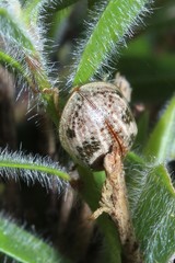 Paropsisterna semifumata