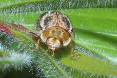 Paropsisterna semifumata