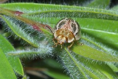 Paropsisterna semifumata