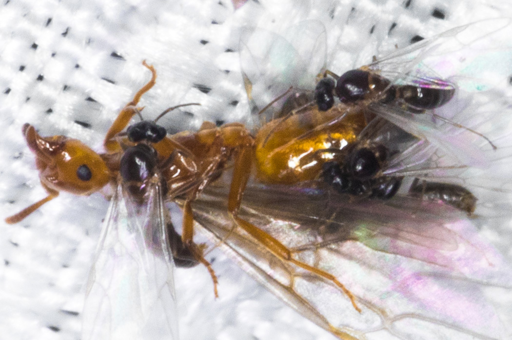 Lasius californicus