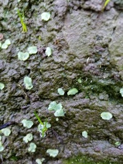 Riccia crystallina