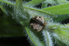 Paropsisterna semifumata