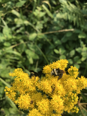 Bombus vancouverensis