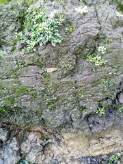 Riccia crystallina