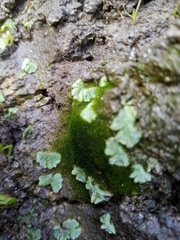 Riccia crystallina