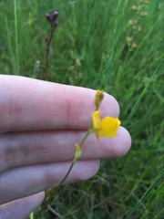 Utricularia juncea
