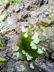 Riccia crystallina