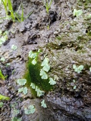 Riccia crystallina
