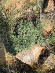 Euphorbia davyi