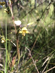 Diuris maculata
