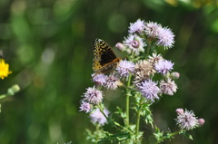 Speyeria cybele pseudocarpenteri