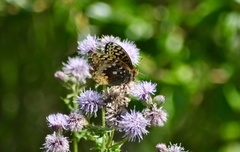 Speyeria cybele pseudocarpenteri
