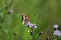 Speyeria cybele pseudocarpenteri