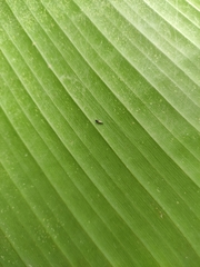 Neoloxotaenia gracilis