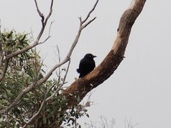 Corvus coronoides perplexus