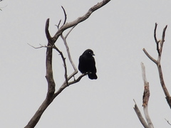 Corvus coronoides perplexus