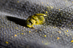 Xylocopa tabaniformis orpifex