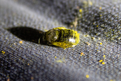 Xylocopa tabaniformis orpifex