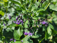 Solanum dulcamara