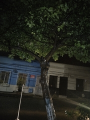 Melicoccus bijugatus