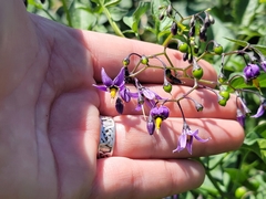 Solanum dulcamara