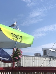 Larus argentatus
