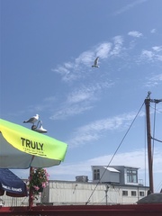 Larus argentatus