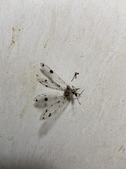 Dendroleon obsoletus