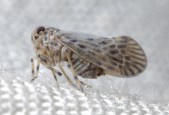 Cedusa maculata
