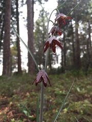 Fritillaria micrantha