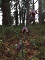 Fritillaria micrantha