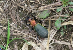Carabus jankowskii