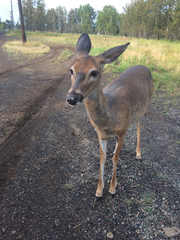 Odocoileus virginianus