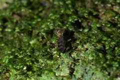 Sylvicola undulatus