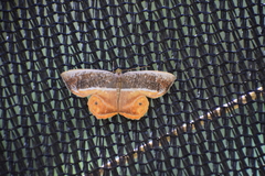 Opisthoxia