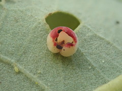 Phylloteras volutellae