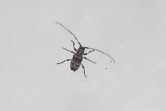 Ecyrus