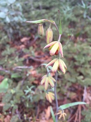 Fritillaria micrantha