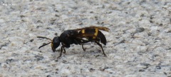Orancistrocerus drewseni